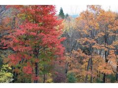 面ノ木園地の紅葉の写真1