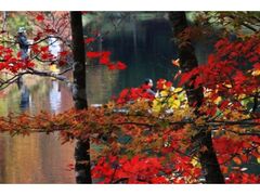 段戸裏谷原生林(きららの森)の紅葉の写真1