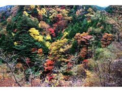 本谷渓谷の紅葉の写真1