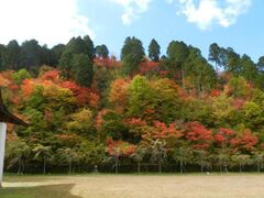 つぐ高原グリーンパークの紅葉の写真1
