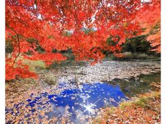 タカドヤ湿地の紅葉の写真1