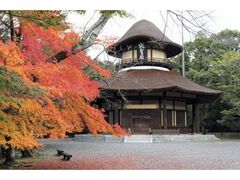 上野公園の紅葉の写真1