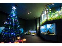 デンキウナギのビリビリツリーXmasの写真1