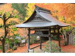 天開山泰運寺の紅葉の写真1