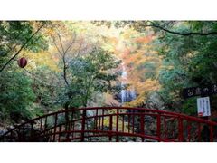 白藤滝・滝山渓谷の紅葉の写真1