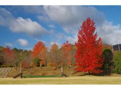 三重県民の森の紅葉の写真1