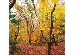 宇賀渓の紅葉の写真1