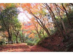岩倉峡公園の紅葉の写真1