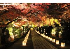 石山寺 もみじライトアップ「あたら夜もみじ」の写真1