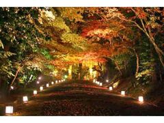 日吉大社 もみじ祭の写真1