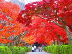 西教寺 もみじ参道 通り抜けの写真1