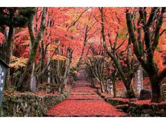 鶏足寺(旧飯福寺)の紅葉の写真1