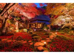 小堀遠州作名勝庭園 紅葉ライトアップの写真1