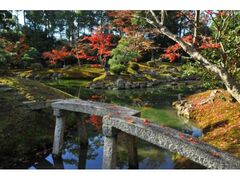兵主大社庭園の紅葉の写真1