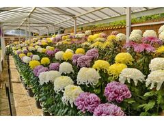 宇治市植物公園 菊花展の写真1