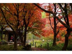 宇治市植物公園 収穫祭・紅葉ライトアップの写真1