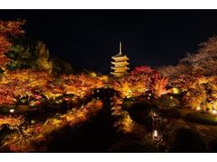 紅葉ライトアップと金堂・講堂夜間特別拝観の写真1