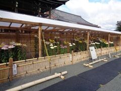 本願寺献菊展の写真1