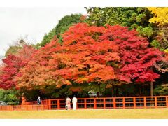 賀茂別雷神社(上賀茂神社)の紅葉の写真1