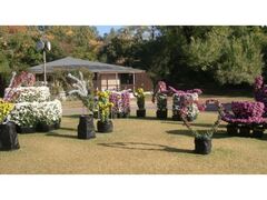 京都府立植物園 菊花展の写真1
