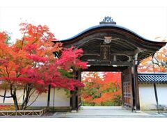 二尊院の紅葉の写真1