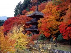 金剛院の紅葉の写真1