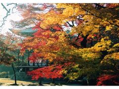勧修寺の紅葉の写真1