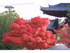 くろ谷 金戒光明寺 秋の特別公開の写真1