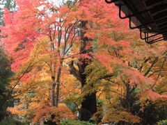 槙尾 西明寺の紅葉の写真1