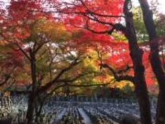 あだし野念仏寺の紅葉の写真1
