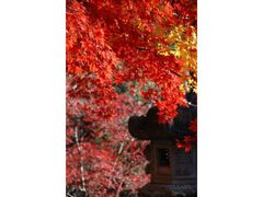 長安寺の紅葉の写真1