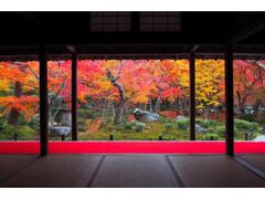 圓光寺の紅葉の写真1