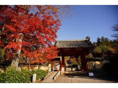 観心寺の紅葉の写真1
