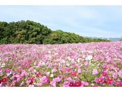 万博記念公園 コスモス・コキアフェスタの写真1