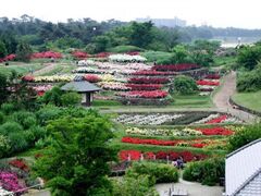 浜寺公園ばら庭園 秋バラの写真1