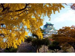 大阪城公園の紅葉の写真1