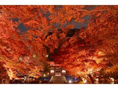 勝ち運の寺 勝尾寺 錦秋の宵詣り2025の写真1