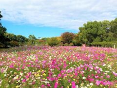 大阪市立長居植物園 コスモスフェアの写真1