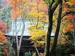 施福寺(槇尾寺)の紅葉の写真1