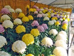 大仙公園日本庭園 堺市菊花大会の写真1