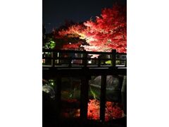 夜間特別開園「紅葉の灯り」の写真1