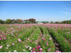 和泉リサイクル環境公園のコスモスとコキアの写真1