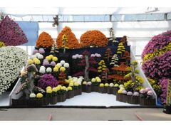 日本菊花全国大会の写真1