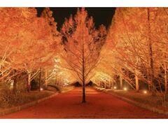 神戸市立森林植物園 紅葉のライトアップの写真1