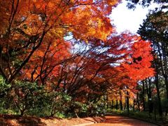 神戸市立須磨離宮公園 もみじ観賞会&ルミエール2025の写真1