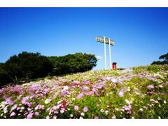 神戸総合運動公園 コスモスの開花の写真1