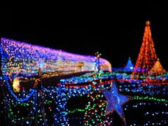 花と光のクリスマスの写真1