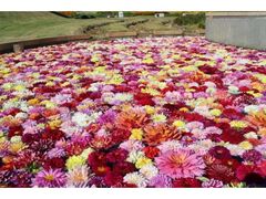 淡路花祭 2025 秋の写真1