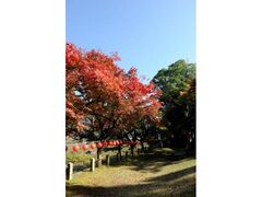 やぶもみじまつりの写真1