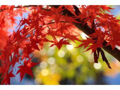 最上山公園もみじ山の紅葉の写真1